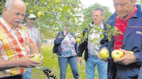 Einen Eindruck von den noch bestehenden Streuobstbeständen machten sich die Mitglieder der Obst- und Gartenbauvereine Lutzingen und Unterliezheim bei einer Zusammenkunft.  