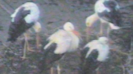 Da war die Storchenfamilie in Wittislingen noch komplett: Dieses Bild stammt von der Webcam, die auf das Nest gerichtet ist. In der Nacht zum Samstag ist Jungstorch „Freddie“ gestorben. 