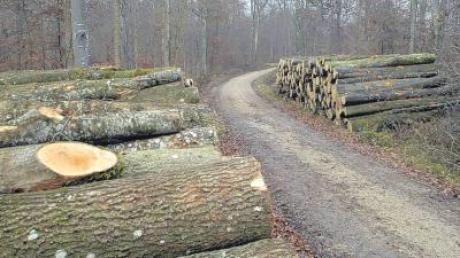 Im Wald bei Zöschingen soll in den kommenden Wochen weiter Holz eingeschlagen werden. Schon Ende des Jahres sollen sich dort zehn Windräder drehen. 