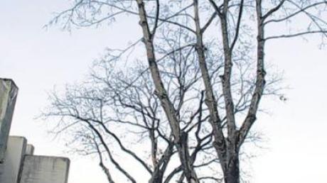 Stark gefährdet: zwei Bäume an der Mittelschule Dillingen. 