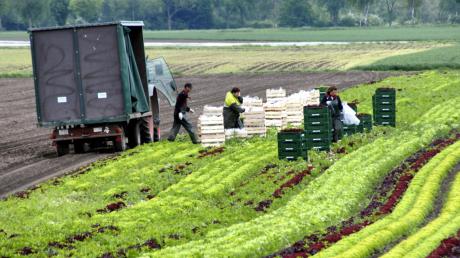 In Gundelfingen werden derzeit Freilandsalate geerntet. Die Nachfrage sei spürbar angestiegen, sagt Achim Poetschke, Geschäftsführer der Gartenbauzentrale. Die tiefen Temperaturen überstehen die Pflanzen unter Vlies. 