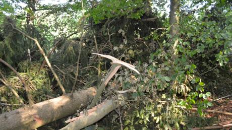 Nicht mehr zu übersehen: Die Unwetter werden häufiger und heftiger. Teilweise sind in den Wäldern noch die Spuren von dem verheerenden Sturmtief vom Juli letzten Jahres zu sehen. Das Bruchholz kann oft nur noch als Brennholz verwendet werden.  

