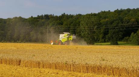Trotz eines von Wetterextremen geprägten Jahres hat die Weizenernte im Landkreis Dillingen überraschend gute Erträge in Quantität und Qualität erzielt. Ausschlaggebend waren dafür unter anderem die beinahe durchgehend guten Witterungsbedingungen während der Erntezeit. 