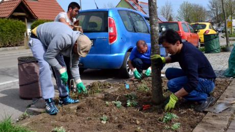 Die Wittislinger Asylbewerber kümmern sich um die Grünflächen der Gemeinde, wie entlang der Straße in Zöschlingsweiler. Sie helfen und bekommen auch Hilfe von Bürgern aus dem Ort. 