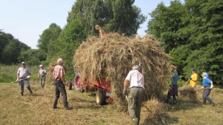 Freiwillige Helfer pflegen die Streuwiesen im Wittislinger Ried, damit sie nicht verbuschen.  
