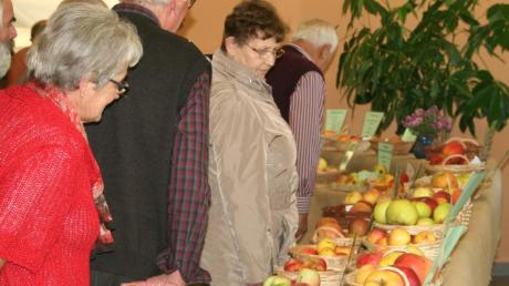 70 Apfelsorten konnten die Besucher gestern in der Bissinger Sporthalle begutachten. Der Gartenbauverein lud zum „Tag rund um den Apfel“ ein.  


