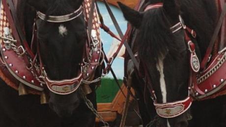 Prachtvoll geschmückte Pferde sind in Unterliezheim zu sehen.   

