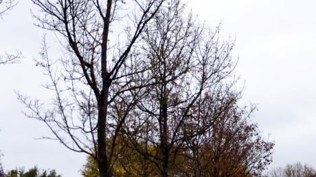 Die Ahorn-Bäume an der Wittislinger Bahnhofstraße sind krank und werden in den kommenden Monaten ersetzt. 