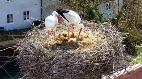 Vom Wittislinger Kirchturm aus kann man die Eier im Nest von Witti und Giselo gut erkennen. 