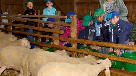 Es ist nicht zu übersehen, welche Freude die Schulkinder aus der Grundschule Wittislingen beim Füttern der Schafe hatten. Hannelore Schmid freute sich mit ihnen. 