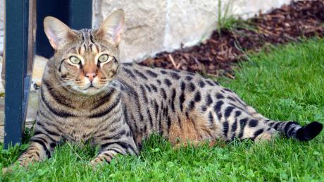 Stolz liegt Duma in seinem Garten in Finningen. Die Savannah-Katze ist eine seltene Rasse und lebt seit zwei Jahren bei Gerhard Strehle-Grau und seiner Ehefrau. Mit 37 Prozent Wildanteil ist das Tier meldepflichtig.