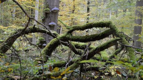 Im Staatswald bei Unterliezheim gibt es seit 40 Jahren ein Naturwaldreservat. Dieser Urwald liefert nicht nur wichtige Erkenntnisse über die biologische Artenvielfalt und für die Waldbewirtschaftung in Zeiten des Klimawandels. Auch Erholungssuchende können sich dort von der Ursprünglichkeit des Waldes verzaubern lassen.  	