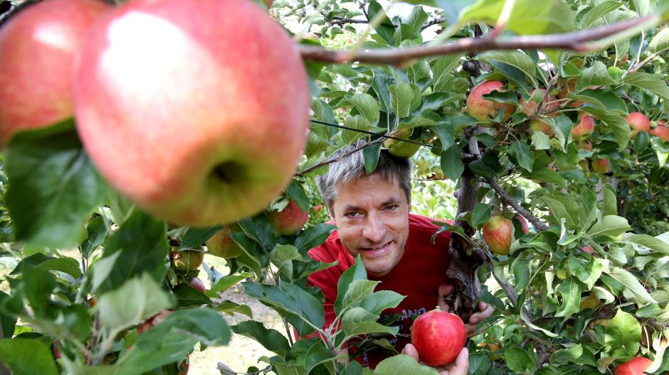 36 Best Pictures Wann Sind Äpfel Reif / Apfelernte 2020 Wann Sind Sie
