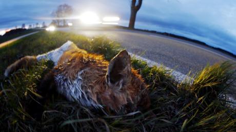 Bei Lutzingen ist ein Fuchs gleich zweimal überfahren worden, weil die Autofahrerin den ersten Unfall nicht gleich gemeldet hatte. 