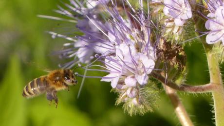 Der Landkreis Dillingen soll ein Paradies für Vögel und Insekten wie die Biene (Foto) werden. Auf dieses Ziel sollen jetzt die Gemeinden bei der Aktion „Unser Landkreis blüht auf“ hinarbeiten. Zur Auftaktveranstaltung waren mehr als 100 Vertreter aus den Landkreis-Kommunen gekommen.  	