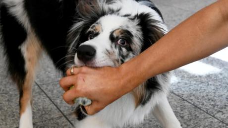 Ein dreijähriger Bub wird am Mai-Feiertag am Aichacher Flugplatz von einem Hund gebissen.