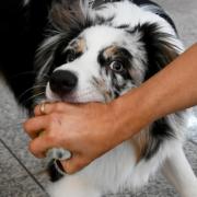 Ein dreijähriger Bub wird am Mai-Feiertag am Aichacher Flugplatz von einem Hund gebissen.