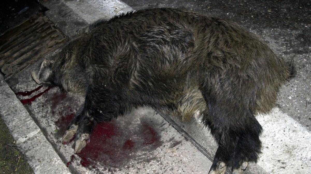 #Monheim-Itzing: Frau bei Wildunfall auf der B2 verletzt – Wildschwein durch Aufprall getötet