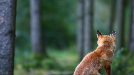 Ein Aislinger hat einen Fuchs mit einem Abzugeisen gefangen und anschließend mit seinem Gewehr erschossen. 	
