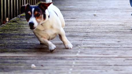 Hunde müssen an die Leine: Rund drei Dutzend Anzeigen im Jahr gibt es gegen Hundehalter und Hundehalterinnen in Ulm. 