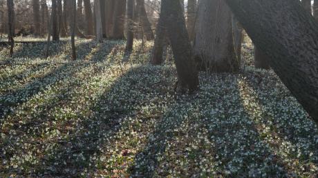 Große Teppiche mit Märzenbechern gibt es bei uns im Landkreis vor allem in den Auwäldern. Der Höchstädter Elmar Greck hat die Frühlingsknotenblume im östlichen Landkreis Dillingen fotografiert.  	