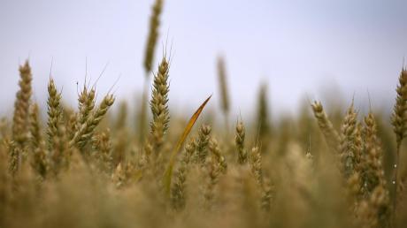 Wenn es so viel regnet wie derzeit, besteht die Gefahr von Ernteausfällen beim Getreide. In Wittislingen erläuterten die Landwirte nun, wie die Ernte-Aussichten im Landkreis Dillingen heuer sind.  	