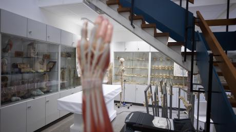 Skelette und anatomische Modelle stehen am Institut für Anatomie einer deutschen Universität. Viele, die hier keinen Studienplatz bekommen, gehen ins Ausland, so die Beobachtung der CSU-Politiker.
