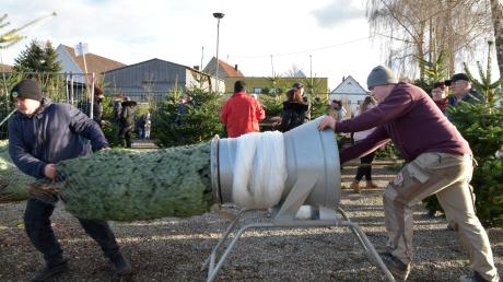 275 Christbäume werden heute am Parkplatz am Herdweg in Binswangen für den guten Zweck verkauft. 