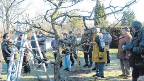 Wie ein Obstbaum richtig geschnitten wird, erfuhren die Teilnehmer der Gartenpfleger-Ausbildung im Kreislehrgarten in Monheim. 