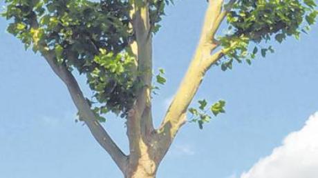Von den Baumfreunden Donauwörths wurde die „Platane“ als Baum des Monats ausgewählt.   