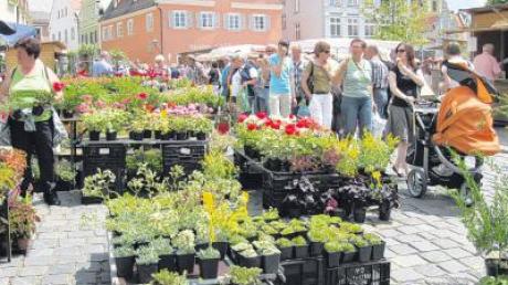 Der Fuchsien- und Kräutermarkt in der Altstadt Wemding zieht immer zahlreiche Besucher an. Das Bild stammt aus dem vergangenen Jahr.  