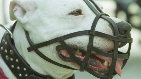 Großbritannien stimmt über härtere Strafen für Besitzer von Kampfhunden ab.