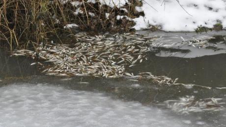 Viele tote Fische treiben derzeit in der Kleinen Wörnitz. Ursache für das Fischsterben könnte Sauerstoffmangel im Wasser gewesen sein. 