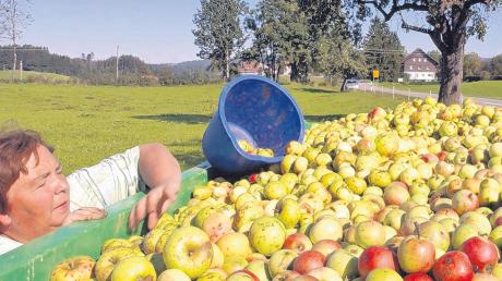 In diesem Jahr fällt die Apfelernte vielerorts sehr bescheiden aus. Schuld daran ist die extreme Witterung der letzten Monate. 