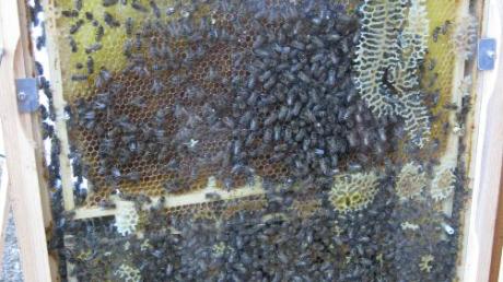 Die Bienen summen und brummen in ihren Bienenwaben. 
