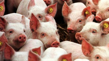 In einem Schweinemastbetrieb im Landkreis Donau-Ries haben sich Tiere mit Brucellose infiziert. Der Bestand wurde gesperrt, damit sich die Seuche nicht ausbreitet. Symbol.