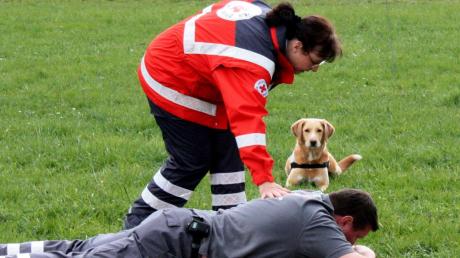 Rettungshunde aus ganz Bayern sind am Schlössle bei Kaisheim auf ihre Einsatztauglichkeit geprüft worden.  
