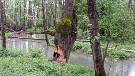 Biber setzen seit einiger Zeit den Wald im Bereich des Altisheimer Altwassers – hier am Hottergraben – unter Wasser und nagen auch große Bäume an. Dagegen wehren sich die Grundstücksbesitzer.  	