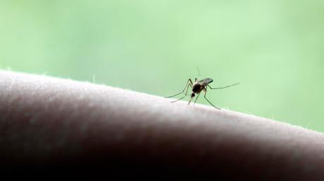 Klein, aber fies: Stechmücken plagen in diesem Sommer die Menschen so sehr, dass sie sich gravierende Maßnahmen gegen die Tiere wünschen. Einige Lechgemeinden haben beschlossen, sich per Petition für eine Bekämpfung einzusetzen. 
