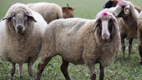 Vielleicht bald ein seltener Anblick in der Region? Die Zahl der Schafe im Landkreis geht in den vergangenen Jahren kontinuierlich zurück. 