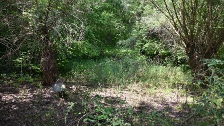 In diesem Bereich des Naturschutzgebiets „Leitheimer Altwasser“ hat ein Mann die Überreste eines Menschen entdeckt.
