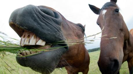 In Tagmersheim haben sich drei Pferde ein gefährliches Virus eingefangen.