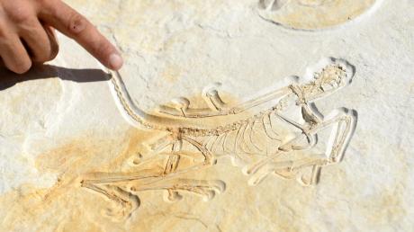 Diesen versteinerten Urvogel entdeckte ein Unbekannter 1990 nahe Daiting. Der Fund gilt mittlerweile als wissenschaftliche Sensation.  	