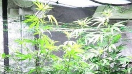 Wegen des Anbaus von Cannabis stand ein 49-Jähriger aus dem südlichen Landkreis jetzt vor Gericht. 