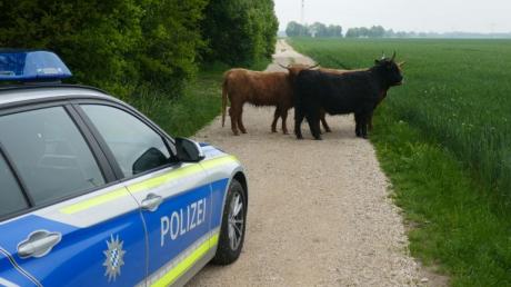 Bei Mödishofen sind etliche Rinder entlaufen. Das kommt in Bayern öfter vor, wie vor kurzem in Donauwörth.