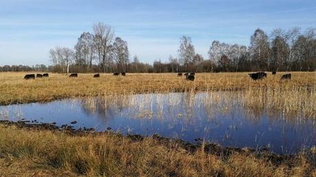 Der Landkreis kooperiert im Zuge der Förderung der Artenvielfalt unter anderem mit Betrieben, die Galloway-Rinder halten wie hier in den Lauterbacher Ruten.  	
