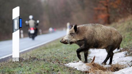 Ein Wildschwein lief bei Heretsried in einen Krankentransport.