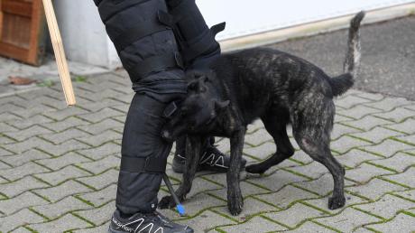 In Wolferstadt ist ein Spaziergänger von einem Hund gebissen worden.