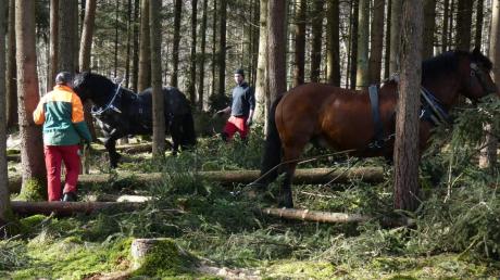 Im Donauwörther Stadtwald waren kürzlich Pferdegespanne im Einsatz. Stadtförster Michael Fürst kann sich vorstellen künftig öfter auf die Tiere zurückzugreifen.