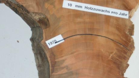 Für den Holztechniker Siegfried Gruber erzählen die Relikte nach der Fällung die Geschichte. Bei einem in Graisbach gefällten Kirschbaum hat er die Jahresringe erläutert.  	
